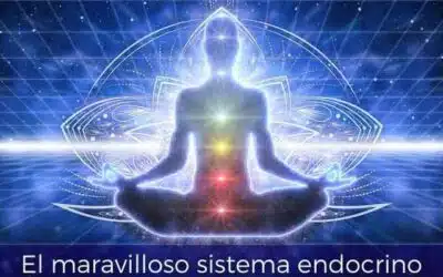 EL MARAVILLOSO SISTEMA ENDOCRINO